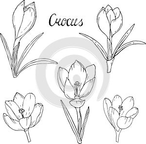 Crocus monochrome contour. Set white black flowers crocus.Spring flowers